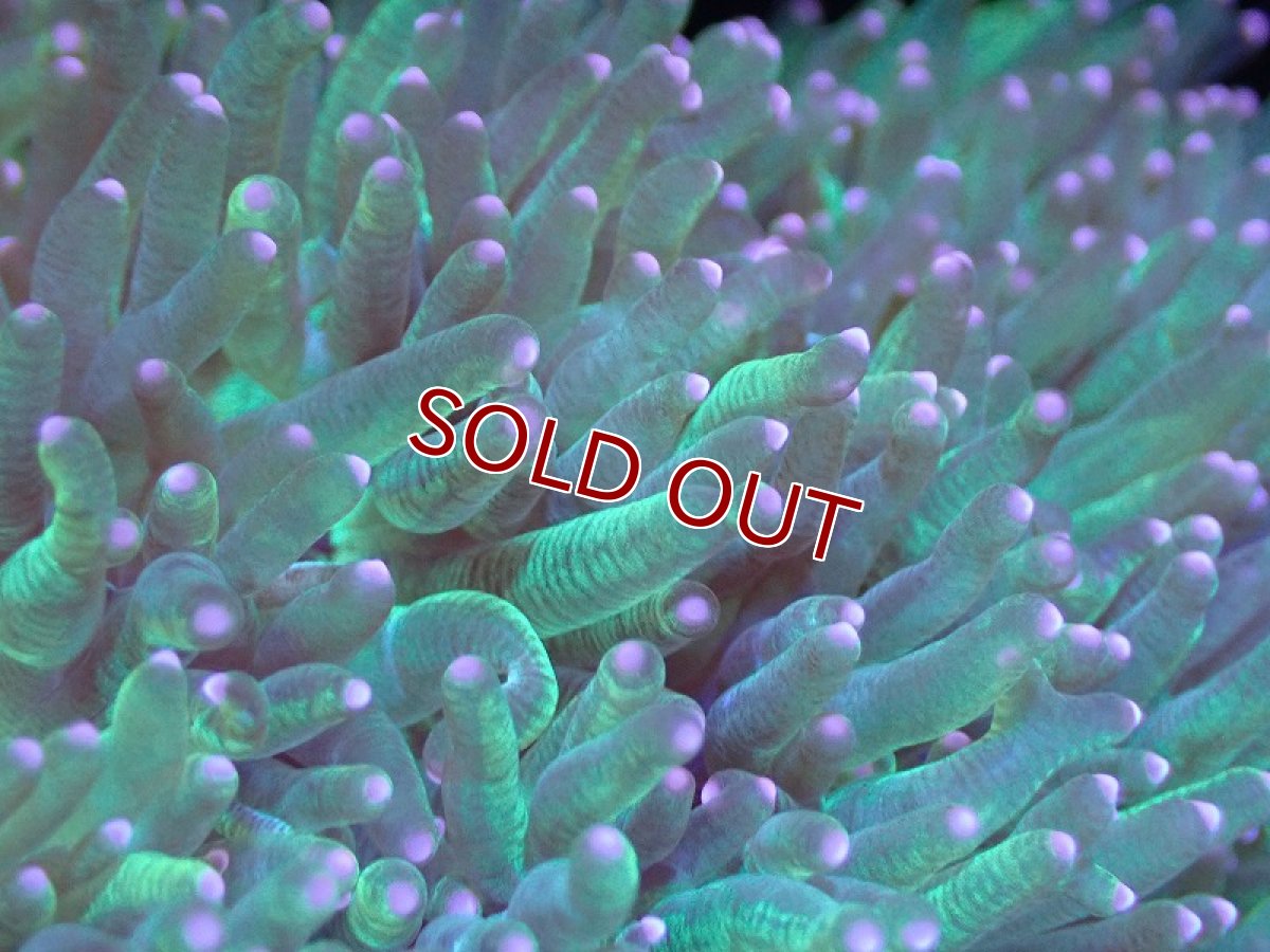 画像2: 【サンゴ】【通販】トランペットコーラル（メタリック/ピンクチップ）Lサイズ（個体販売）（±15-17cm)No.15（生体）（サンゴ） (2)