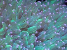 画像2: 【サンゴ】【通販】トランペットコーラル（メタリック/ピンクチップ）Lサイズ（個体販売）（±15-17cm)No.15（生体）（サンゴ） (2)