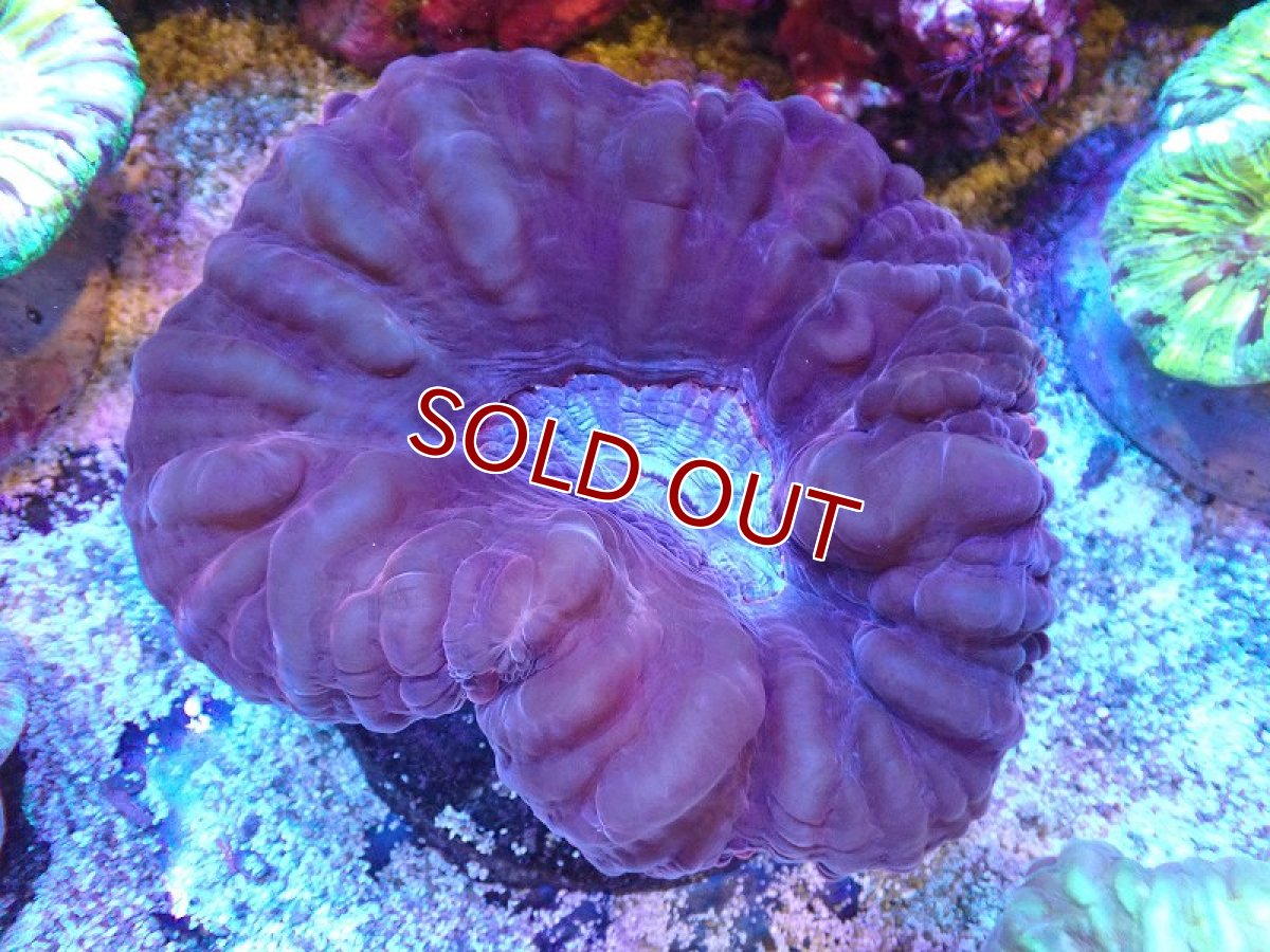 画像1: 【サンゴ】【通販】コハナガタサンゴ（Red）（個体販売）（±12cm)No.2（生体）（サンゴ） (1)