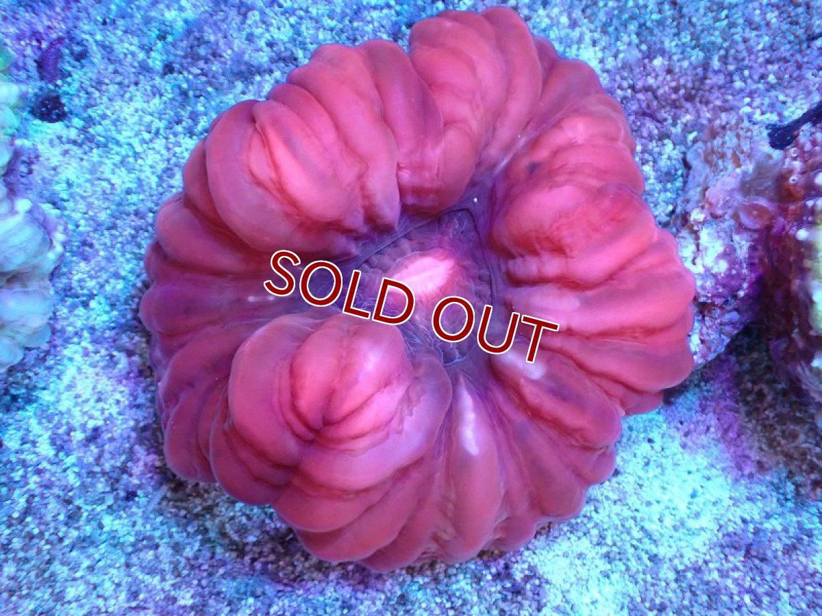 画像1: 【サンゴまとめ買い割引き10％〜20%OFF対象商品】 【サンゴ】【通販】コハナガタサンゴ（Red）（個体販売）（±10cm)No.4（生体）（サンゴ） (1)