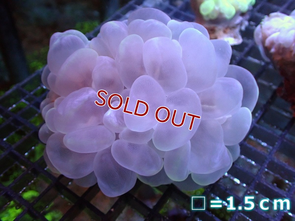 画像1: 【サンゴ】【通販】バブルコーラル（カラー）Mサイズ（個体販売）No.1（生体）（サンゴ） (1)