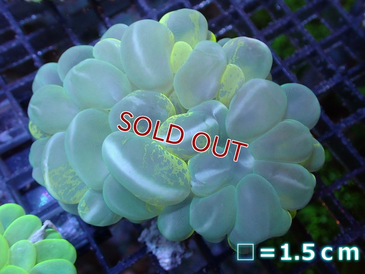 画像1: 【サンゴ】【通販】バブルコーラル（ライトグリーン/Cats Eye）MLサイズ（個体販売）No.4（生体）（サンゴ） (1)