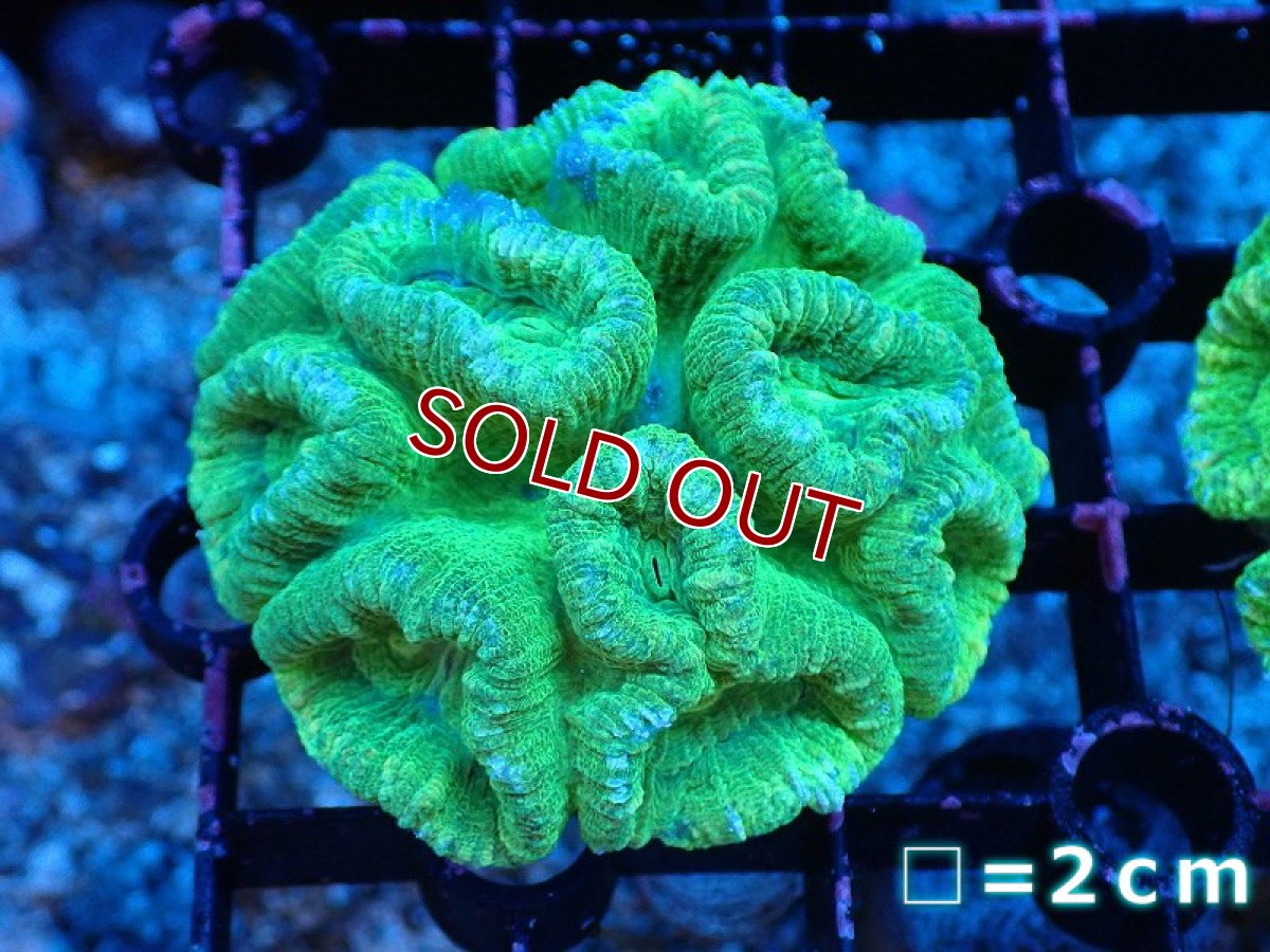 画像1: 【サンゴまとめ買い割引き10％〜20%OFF対象商品】 【サンゴ】【通販】タバネサンゴ（メタリックグリーン）SMサイズ（個体販売）No.1（生体）（サンゴ） (1)