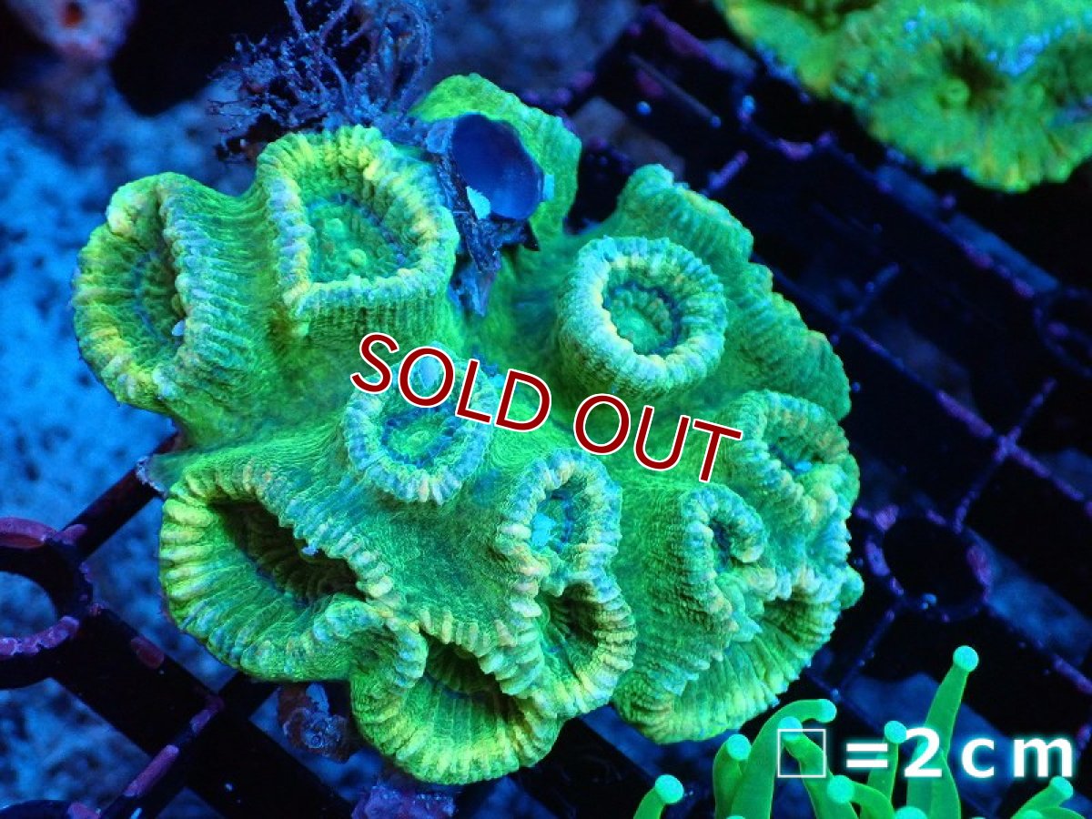 画像1: 【サンゴまとめ買い割引き10％〜20%OFF対象商品】 【サンゴ】【通販】タバネサンゴ（メタリックグリーン）SMサイズ（個体販売）No.4（生体）（サンゴ） (1)
