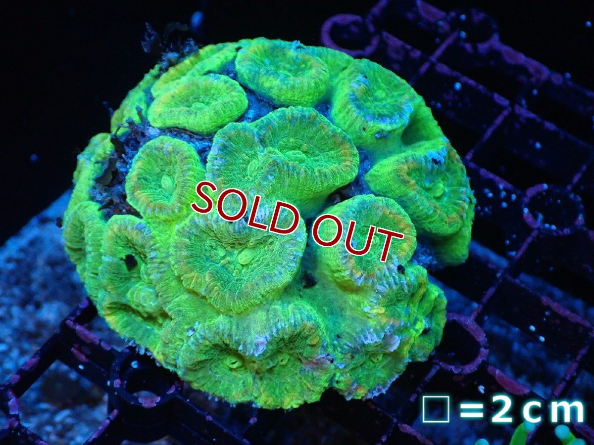 画像1: 【サンゴ】【通販】タバネサンゴ（メタリックグリーン）Mサイズ（個体販売）No.5（生体）（サンゴ） (1)