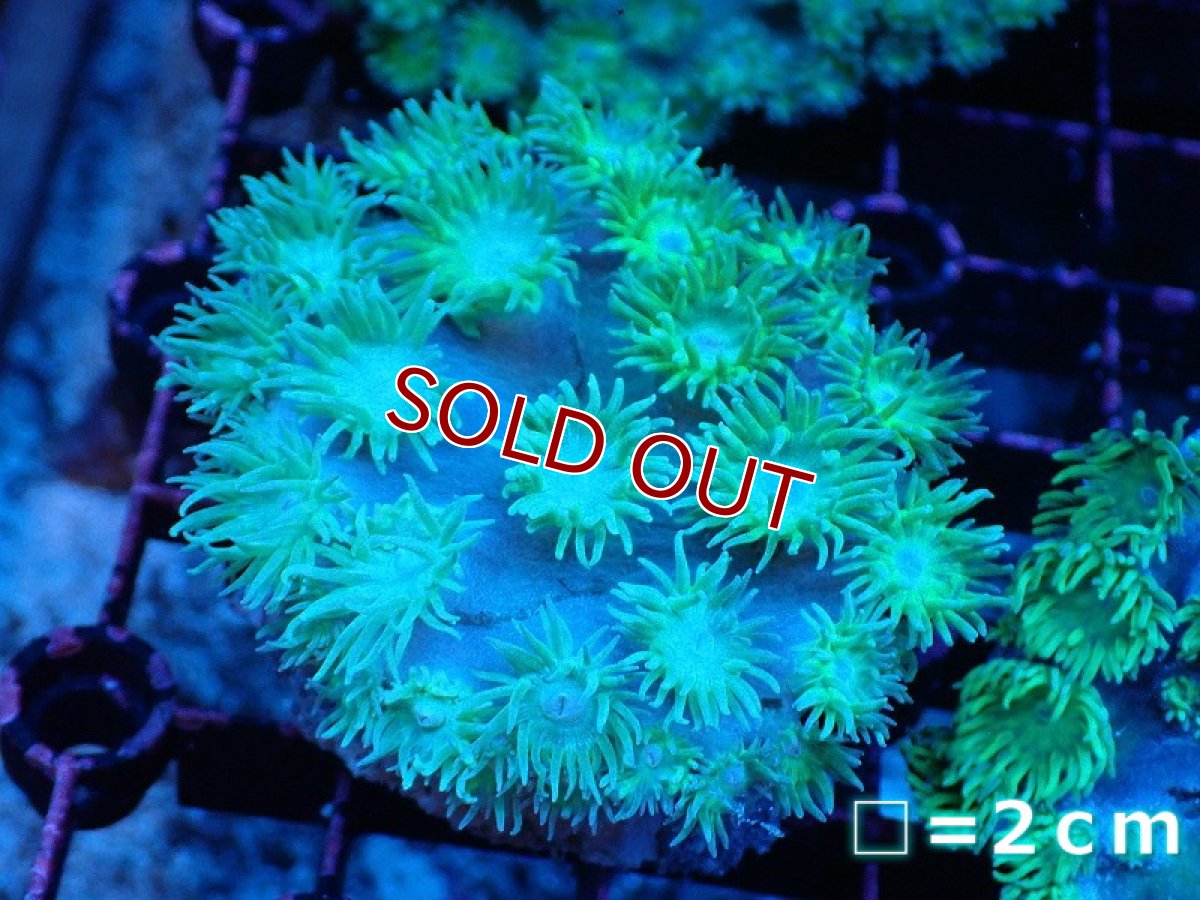画像1: 【サンゴ】【通販】スリバチサンゴ（メタリックグリーン）SMサイズ（個体販売）No.1（生体）（サンゴ） (1)