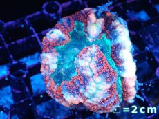 画像1: 【サンゴまとめ買い割引き10％〜20%OFF対象商品】【サンゴ】【通販】ハナガタサンゴ（マルチカラー）（個体販売）（生体）（サンゴ） (1)