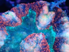 画像2: 【サンゴまとめ買い割引き10％〜20%OFF対象商品】【サンゴ】【通販】ハナガタサンゴ（マルチカラー）（個体販売）（生体）（サンゴ） (2)