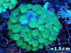 画像1: 【サンゴまとめ買い割引き10％〜20%OFF対象商品】 【サンゴ】【通販】スリバチサンゴ（メタリックグリーン）SMサイズ（個体販売）No.5（生体）（サンゴ） (1)