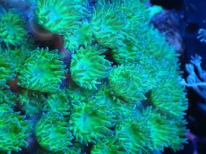 画像2: 【サンゴまとめ買い割引き10％〜20%OFF対象商品】 【サンゴ】【通販】スリバチサンゴ（メタリックグリーン）SMサイズ（個体販売）No.5（生体）（サンゴ） (2)