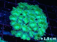 画像1: 【サンゴまとめ買い割引き10％〜20%OFF対象商品】 【サンゴ】【通販】スリバチサンゴ（メタリックグリーン）SMサイズ（個体販売）No.6（生体）（サンゴ） (1)