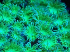 画像2: 【サンゴまとめ買い割引き10％〜20%OFF対象商品】 【サンゴ】【通販】スリバチサンゴ（メタリックグリーン）SMサイズ（個体販売）No.6（生体）（サンゴ） (2)