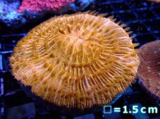 画像1: 【サンゴまとめ買い割引き10％〜20%OFF対象商品】 【サンゴ】【通販】クサビライシsp. (Special Orange)（個体販売）No.1（生体）（サンゴ） (1)