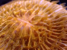 画像2: 【サンゴまとめ買い割引き10％〜20%OFF対象商品】 【サンゴ】【通販】クサビライシsp. (Special Orange)（個体販売）No.1（生体）（サンゴ） (2)