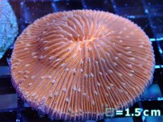 画像1: 【サンゴまとめ買い割引き10％〜20%OFF対象商品】 【サンゴ】【通販】クサビライシsp. (Special Orange)（個体販売）No.2（生体）（サンゴ） (1)