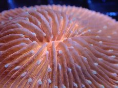 画像2: 【サンゴまとめ買い割引き10％〜20%OFF対象商品】 【サンゴ】【通販】クサビライシsp. (Special Orange)（個体販売）No.2（生体）（サンゴ） (2)