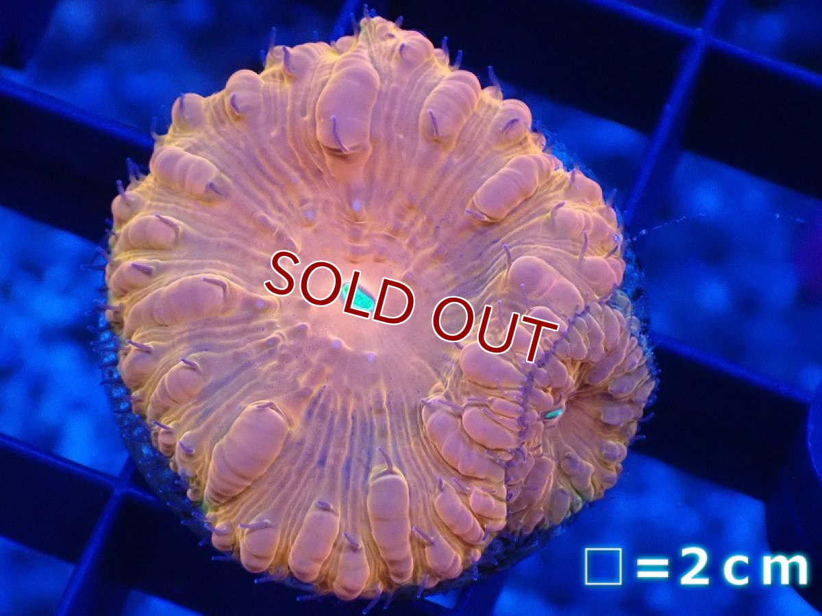 画像1: 【サンゴまとめ買い割引き10％〜20%OFF対象商品】 【サンゴ】【通販】オオタバサンゴ（Special Orange/フラグ）（個体販売）No.3（生体）（サンゴ） (1)