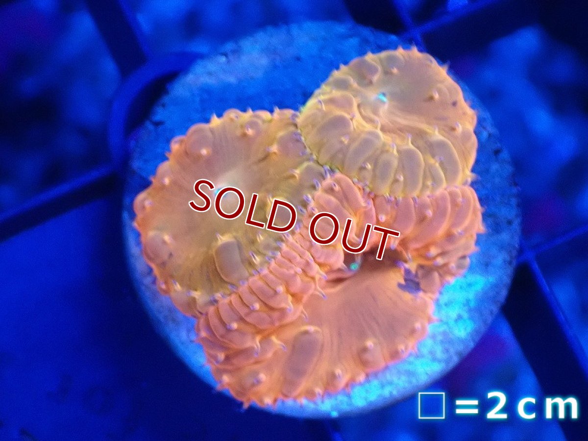 画像1: 【サンゴまとめ買い割引き10％〜20%OFF対象商品】 【サンゴ】【通販】オオタバサンゴ（Special Orange/フラグ）（個体販売）No.4（生体）（サンゴ） (1)