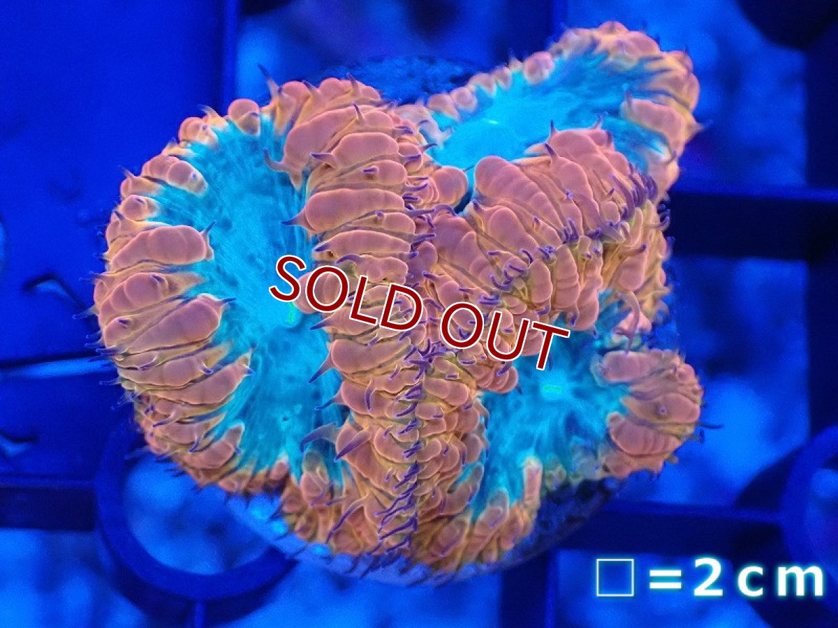 画像1: 【サンゴまとめ買い割引き10％〜20%OFF対象商品】 【サンゴ】【通販】オオタバサンゴ（Two Tone/フラグ）（個体販売）No.3（生体）（サンゴ） (1)