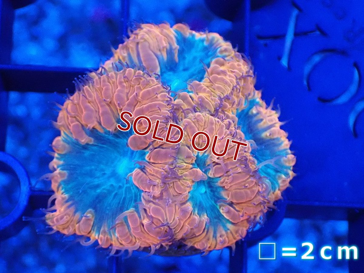 画像1: 【サンゴまとめ買い割引き10％〜20%OFF対象商品】 【サンゴ】【通販】オオタバサンゴ（Two Tone/フラグ）（個体販売）No.4（生体）（サンゴ） (1)