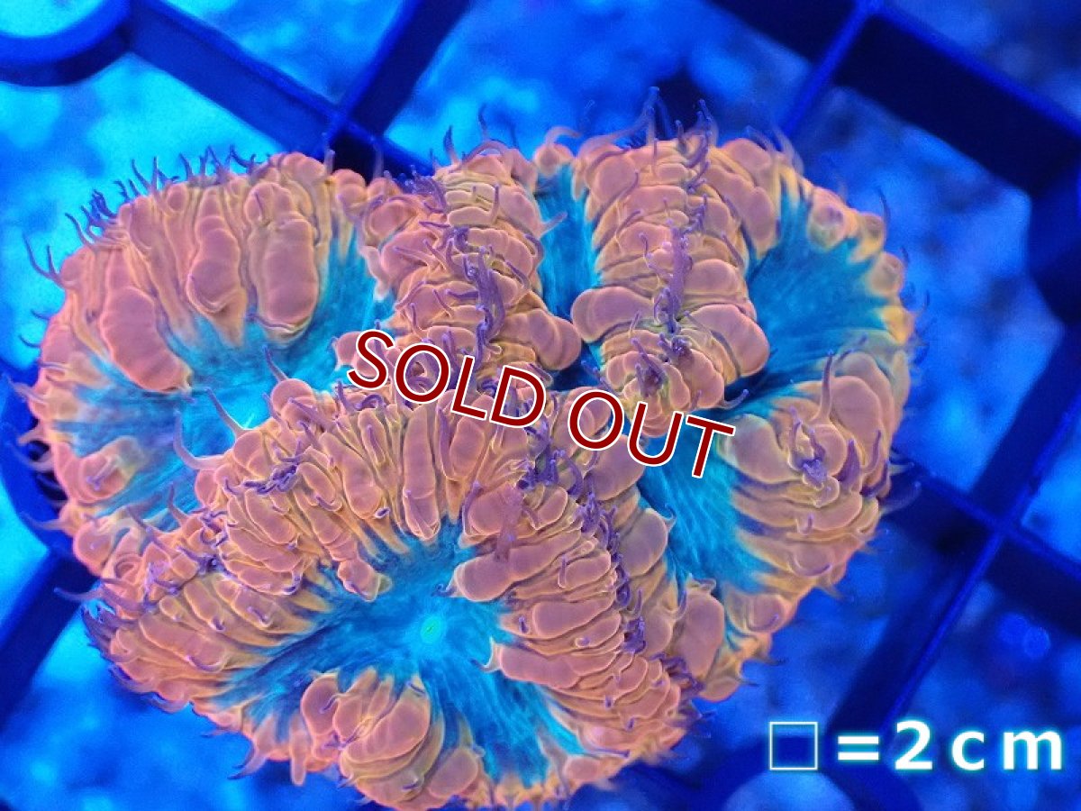 画像1: 【サンゴまとめ買い割引き10％〜20%OFF対象商品】 【サンゴ】【通販】オオタバサンゴ（Two Tone/フラグ）（個体販売）No.7（生体）（サンゴ） (1)