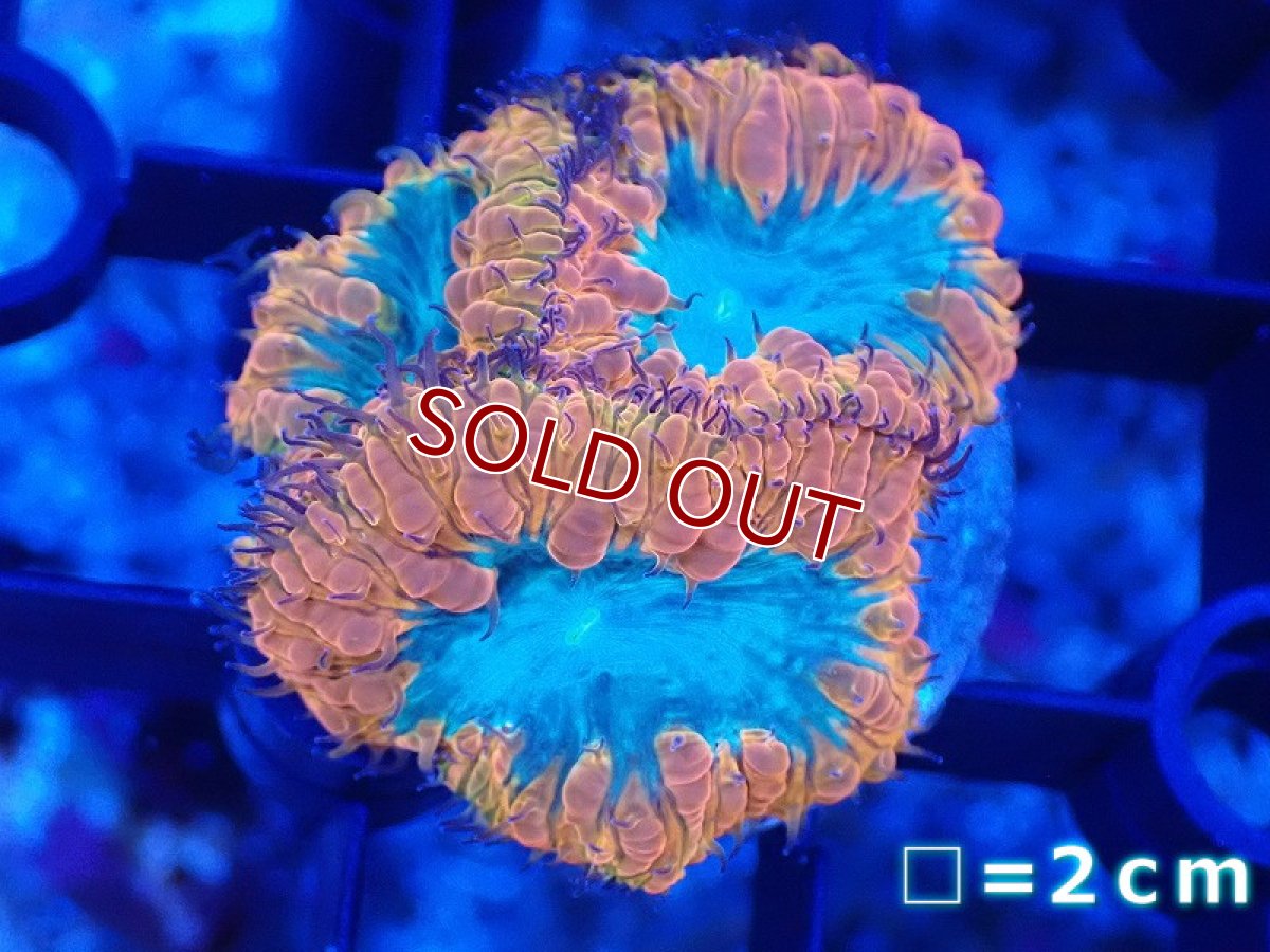 画像1: 【サンゴまとめ買い割引き10％〜20%OFF対象商品】 【サンゴ】【通販】オオタバサンゴ（Two Tone/フラグ）（個体販売）No.8（生体）（サンゴ） (1)