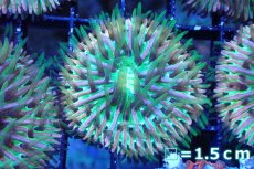 画像1: 【サンゴまとめ買い割引き10％〜20%OFF対象商品】 【サンゴ】【通販】クサビライシsp. (Rainbow/Blue Tip)（個体販売）No.1（生体）（サンゴ） (1)