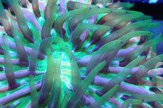 画像2: 【サンゴまとめ買い割引き10％〜20%OFF対象商品】 【サンゴ】【通販】クサビライシsp. (Rainbow/Blue Tip)（個体販売）No.1（生体）（サンゴ） (2)