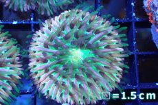 画像1: 【サンゴまとめ買い割引き10％〜20%OFF対象商品】 【サンゴ】【通販】クサビライシsp. (Rainbow/Blue Tip)（個体販売）No.2（生体）（サンゴ） (1)