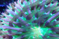 画像2: 【サンゴまとめ買い割引き10％〜20%OFF対象商品】 【サンゴ】【通販】クサビライシsp. (Rainbow/Blue Tip)（個体販売）No.2（生体）（サンゴ） (2)