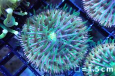 画像1: 【サンゴまとめ買い割引き10％〜20%OFF対象商品】 【サンゴ】【通販】クサビライシsp. (Rainbow/Blue Tip)（個体販売）No.3（生体）（サンゴ） (1)