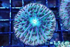 画像1: 【サンゴまとめ買い割引き10％〜20%OFF対象商品】 【サンゴ】【通販】クサビライシsp. (Rainbow/Blue Tip)（個体販売）No.4（生体）（サンゴ） (1)