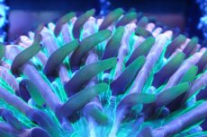 画像2: 【サンゴまとめ買い割引き10％〜20%OFF対象商品】 【サンゴ】【通販】クサビライシsp. (Rainbow/Blue Tip)（個体販売）No.4（生体）（サンゴ） (2)