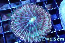 画像1: 【サンゴまとめ買い割引き10％〜20%OFF対象商品】 【サンゴ】【通販】クサビライシsp. (Rainbow/Blue Tip)（個体販売）No.5（生体）（サンゴ） (1)