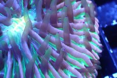 画像2: 【サンゴまとめ買い割引き10％〜20%OFF対象商品】 【サンゴ】【通販】クサビライシsp. (Rainbow/Blue Tip)（個体販売）No.5（生体）（サンゴ） (2)