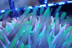 画像2: 【サンゴまとめ買い割引き10％〜20%OFF対象商品】 【サンゴ】【通販】クサビライシsp. (Rainbow/Blue Tip)（個体販売）No.6（生体）（サンゴ） (2)