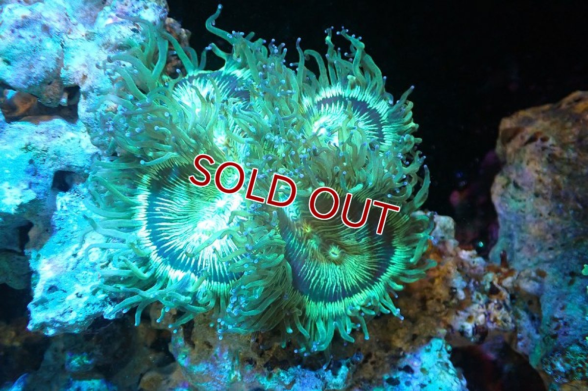 画像1: 【サンゴまとめ買い割引き10％〜20%OFF対象商品】 【サンゴ】【通販】トランペットコーラル（メタリックグリーン/ブルーチップ）Mサイズ（個体販売）（±10-12cm)No.1（生体）（サンゴ） (1)