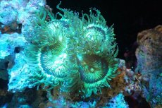 画像1: 【サンゴ】【通販】トランペットコーラル（メタリックグリーン/ブルーチップ）Mサイズ（個体販売）（±10-12cm)No.1（生体）（サンゴ） (1)