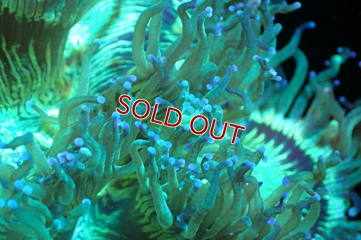 画像2: 【サンゴまとめ買い割引き10％〜20%OFF対象商品】 【サンゴ】【通販】トランペットコーラル（メタリックグリーン/ブルーチップ）Mサイズ（個体販売）（±10-12cm)No.1（生体）（サンゴ） (2)