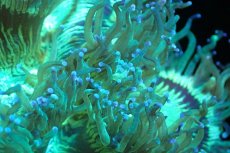 画像2: 【サンゴ】【通販】トランペットコーラル（メタリックグリーン/ブルーチップ）Mサイズ（個体販売）（±10-12cm)No.1（生体）（サンゴ） (2)