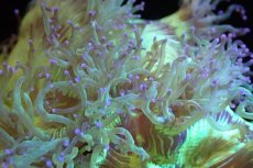 画像2: 【サンゴ】【通販】トランペットコーラル（メタリックグリーン/パープルチップ）Mサイズ（個体販売）（±10-12cm)No.2（生体）（サンゴ） (2)