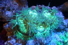 画像1: 【サンゴ】【通販】トランペットコーラル（メタリックグリーン/ブルーチップ）Mサイズ（個体販売）（±10-12cm)No.3（生体）（サンゴ） (1)