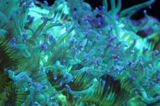 画像2: 【サンゴ】【通販】トランペットコーラル（メタリックグリーン/ブルーチップ）Mサイズ（個体販売）（±10-12cm)No.3（生体）（サンゴ） (2)