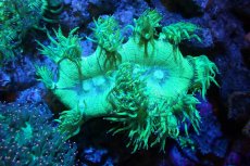 画像1: 【サンゴ】【通販】トランペットコーラル（メタリックグリーン/ブルーチップ）Mサイズ（個体販売）（±10-12cm)No.4（生体）（サンゴ） (1)
