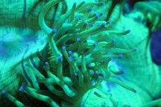 画像2: 【サンゴ】【通販】トランペットコーラル（メタリックグリーン/ブルーチップ）Mサイズ（個体販売）（±10-12cm)No.4（生体）（サンゴ） (2)