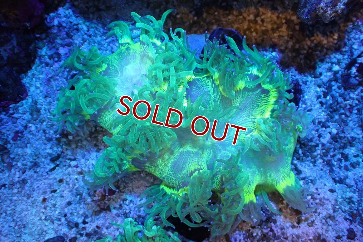 画像1: 【サンゴまとめ買い割引き10％〜20%OFF対象商品】 【サンゴ】【通販】トランペットコーラル（メタリックグリーン/ブルーチップ）Mサイズ（個体販売）（±10-12cm)No.5（生体）（サンゴ） (1)