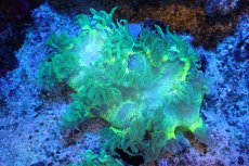 画像1: 【サンゴ】【通販】トランペットコーラル（メタリックグリーン/ブルーチップ）Mサイズ（個体販売）（±10-12cm)No.5（生体）（サンゴ） (1)