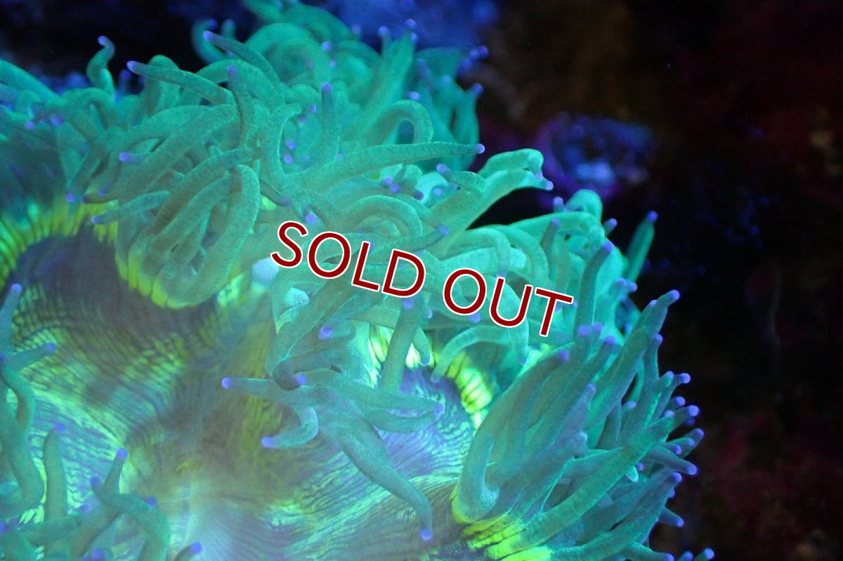 画像2: 【サンゴまとめ買い割引き10％〜20%OFF対象商品】 【サンゴ】【通販】トランペットコーラル（メタリックグリーン/ブルーチップ）Mサイズ（個体販売）（±10-12cm)No.5（生体）（サンゴ） (2)