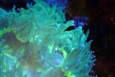 画像2: 【サンゴ】【通販】トランペットコーラル（メタリックグリーン/ブルーチップ）Mサイズ（個体販売）（±10-12cm)No.5（生体）（サンゴ） (2)