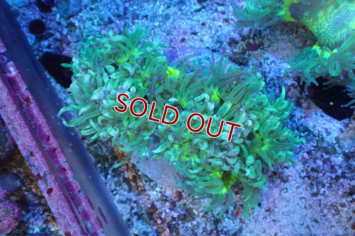 画像1: 【サンゴまとめ買い割引き10％〜20%OFF対象商品】 【サンゴ】【通販】トランペットコーラル（メタリックグリーン/ブルーチップ）Mサイズ（個体販売）（±10-12cm)No.6（生体）（サンゴ） (1)
